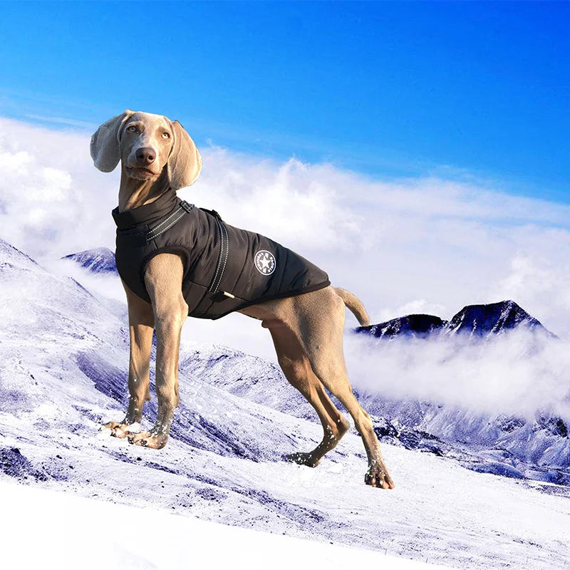 Waterproof winter jacket with harness